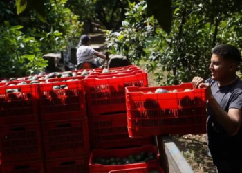 Aguacateros buscan diversificar sus exportaciones ante los aranceles de EU