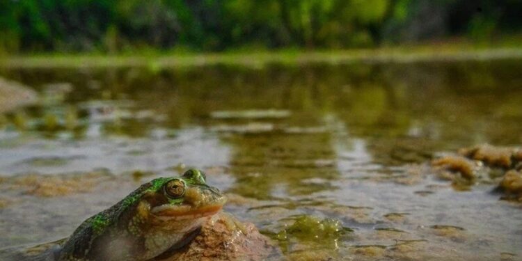 Salvemos las áreas protegidas y la rana de madriguera: más de 11 mil voces se unen en defensa de la biodiversidad en México
