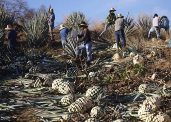 La industria del tequila en México define estrategias para afrontar aranceles de Trump