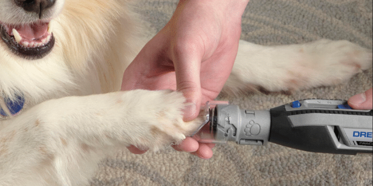 Bosch: la tecnología puede prevenir el dolor de las mascotas