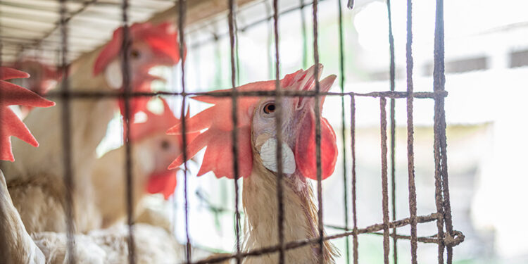 “El trabajo en Bachoco es el peor que he tenido”, denuncia ex empleado en entrevista con GenV