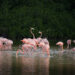 Estampas Yucatecas: La Ruta del Flamenco Rosado – Río Lagartos, Celestún, Las Coloradas y San Crisanto