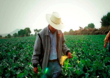 «Estamos frente a una catástrofe alimentaria»: trabajadores agrícolas afirman que Trump utilizará al maíz como arma de presión