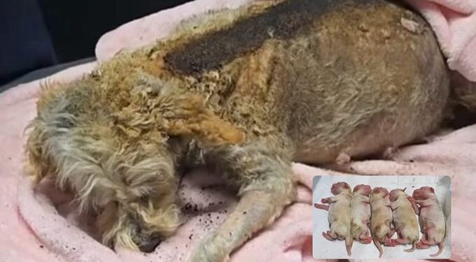 Rescatan a animalitos heridos tras explosión en Puente La Concordia; perrita embarazada lucha por sobrevivir