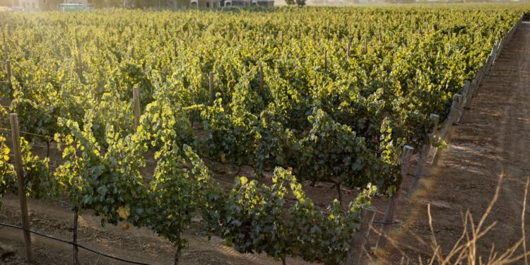 El Cielo Resort marca tendencia en la expansión vitivinícola y turística del Valle de Guadalupe