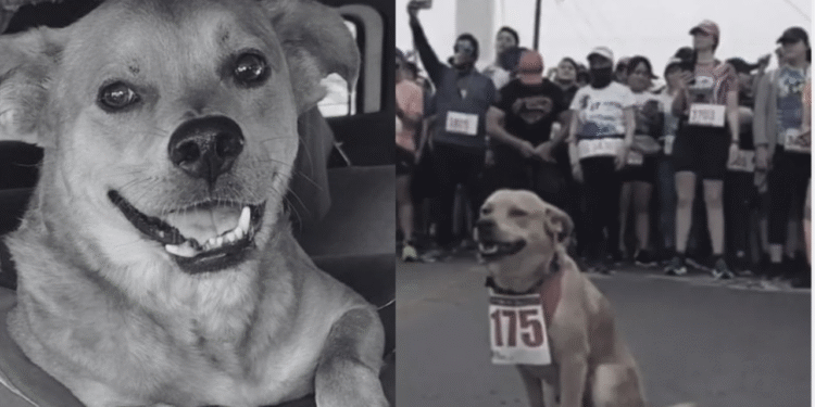 Muere “Chicles”, el perrito maratonista de Tijuana, por envenenamiento
