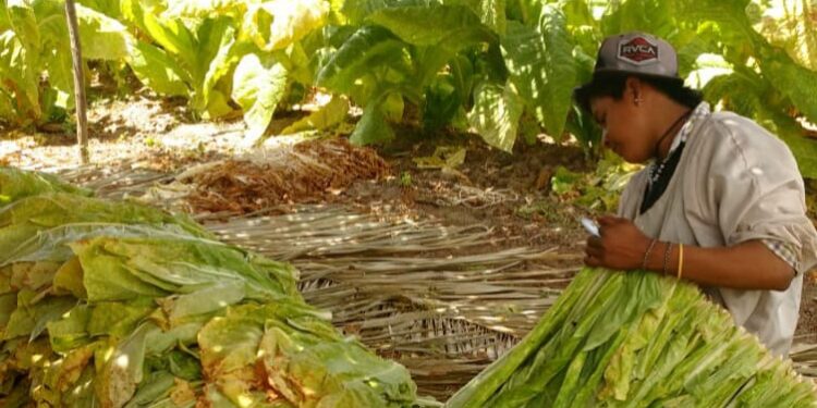 Caída de producción, desempleo, migración y enlistamiento de jornaleros al crimen organizado provocaría el aumentar impuestos a los cigarros