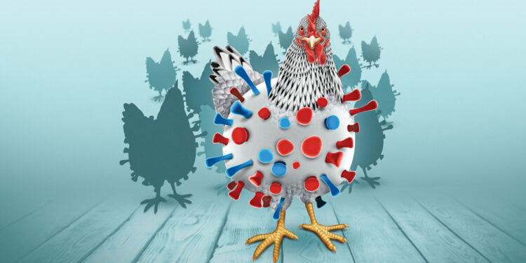 Gripe aviar H5 podría causar una pandemia peor que el Covid-19, advierten