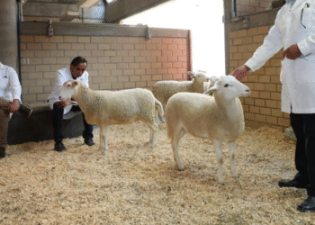 México presenta su primer borrego clonado: el inicio de la zoogenética del futuro