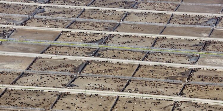 Estudio internacional revela el impacto de la ganadería industrial en las metas climáticas