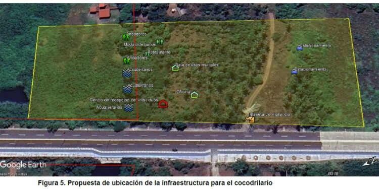Presentan en la COP30 un modelo de convivencia entre humanos y cocodrilos para enfrentar el cambio climático en Michoacán