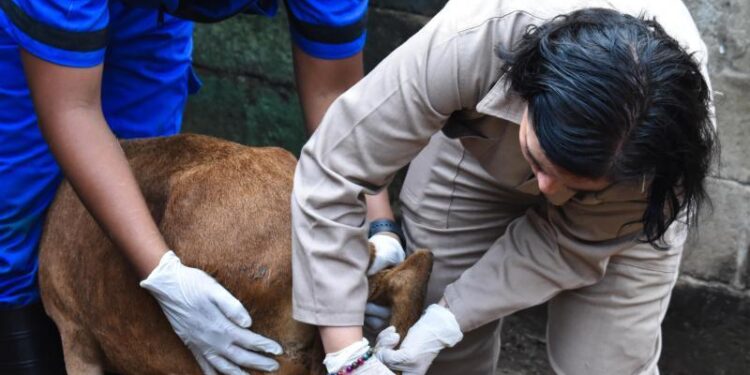 Se enciende la alerta! Detectan primer caso de gusano barrenador en Tamaulipas