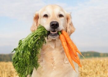Cambiar la dieta de los perros puede ayudar más al planeta que cambiar la propia, según un estudio