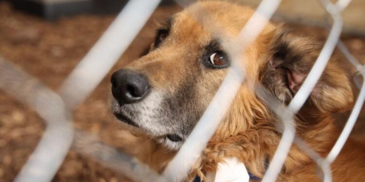 Autorizan adopción de 936 animales tras caso Refugio Franciscano