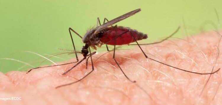 Malaria en México: el diagnóstico y la vigilancia avanzan con nuevas tecnologías