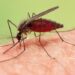 Malaria en México: el diagnóstico y la vigilancia avanzan con nuevas tecnologías