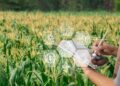 Bioenergía y sistemas de gestión: una palanca para el crecimiento sostenible del agro en México
