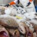 Pescados por menos de 150 pesos para Semana Santa en La Nueva Viga