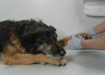 La despedida también es bienestar: ¿Cómo afrontar la decisión de dejar partir a una mascota?