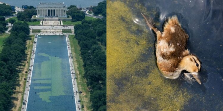 Trump amenaza con mandar 10 años a prisión a quienes vandalicen el estanque del Monumento a Lincoln