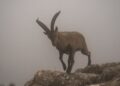 Reproducen tres crías de cabras montesas a partir de animales muertos con nuevas técnicas de fecundación in vitro