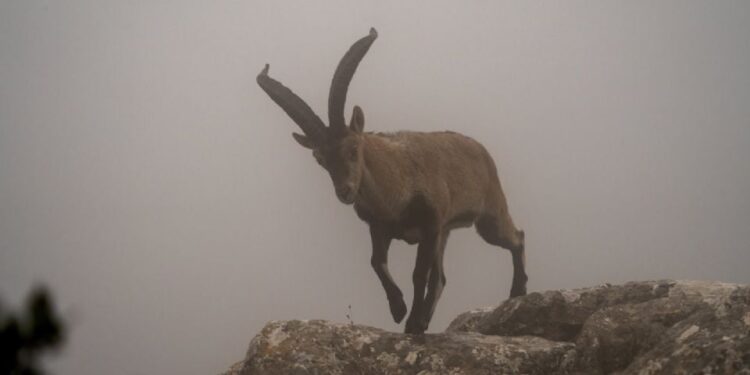 Reproducen tres crías de cabras montesas a partir de animales muertos con nuevas técnicas de fecundación in vitro