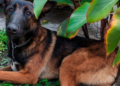 Abuelita encuentra perro extraviado en Azcapotzalco y lo entrega a policías para que localicen a su dueño