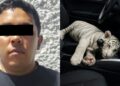 De película: detienen en Iztapalapa a sujeto que trasladaba una cría de tigre blanco