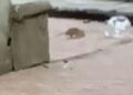 Denuncian plaga de ratas y mosquitos en el Jardín Tabacalera en la Cuauhtémoc