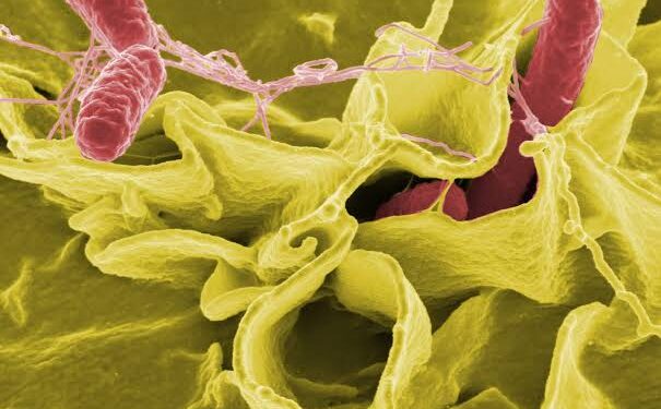 ¿Salmonella u otra infección? Por qué un diagnóstico rápido puede marcar la diferencia