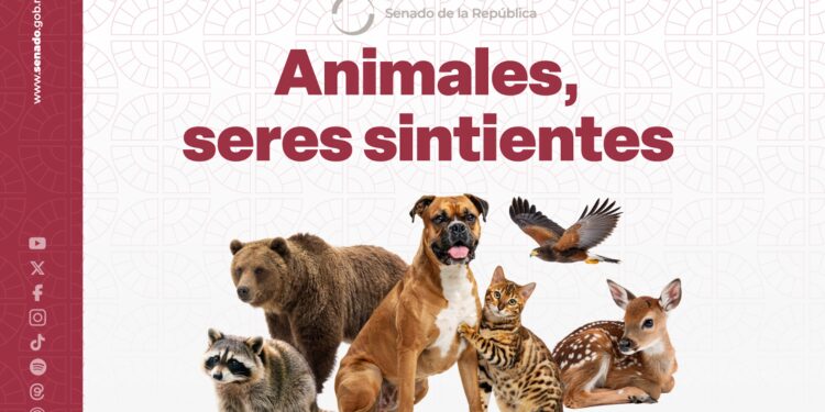 Aprueba el Senado la Ley General en Materia de Bienestar, Cuidado y Protección de los Animales