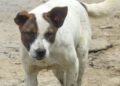 Indignación en Tlatelolco por la muerte de un perro al caer desde el piso 11 de un edificio