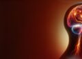 La obesidad altera los lípidos cerebrales y acelera la progresión del Alzheimer
