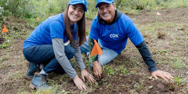 Cox planta 12,000 árboles en seis estados de México con acciones de voluntariado