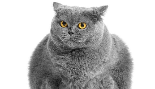 Un estudio revela menores tasas de sobrepeso entre los gatos alimentados con dietas veganas
