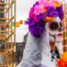 Despegar registra un aumento del 67 % en las búsquedas a Guanajuato por Día de Muertos