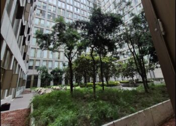 Que se investigue lo publicado sobre propiedades de Carolina Viggiano se dijo en La Mañanera