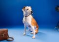 Pawternity, una plataforma que conecta mascotas en adopción con nuevas familias