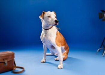 Pawternity, una plataforma que conecta mascotas en adopción con nuevas familias